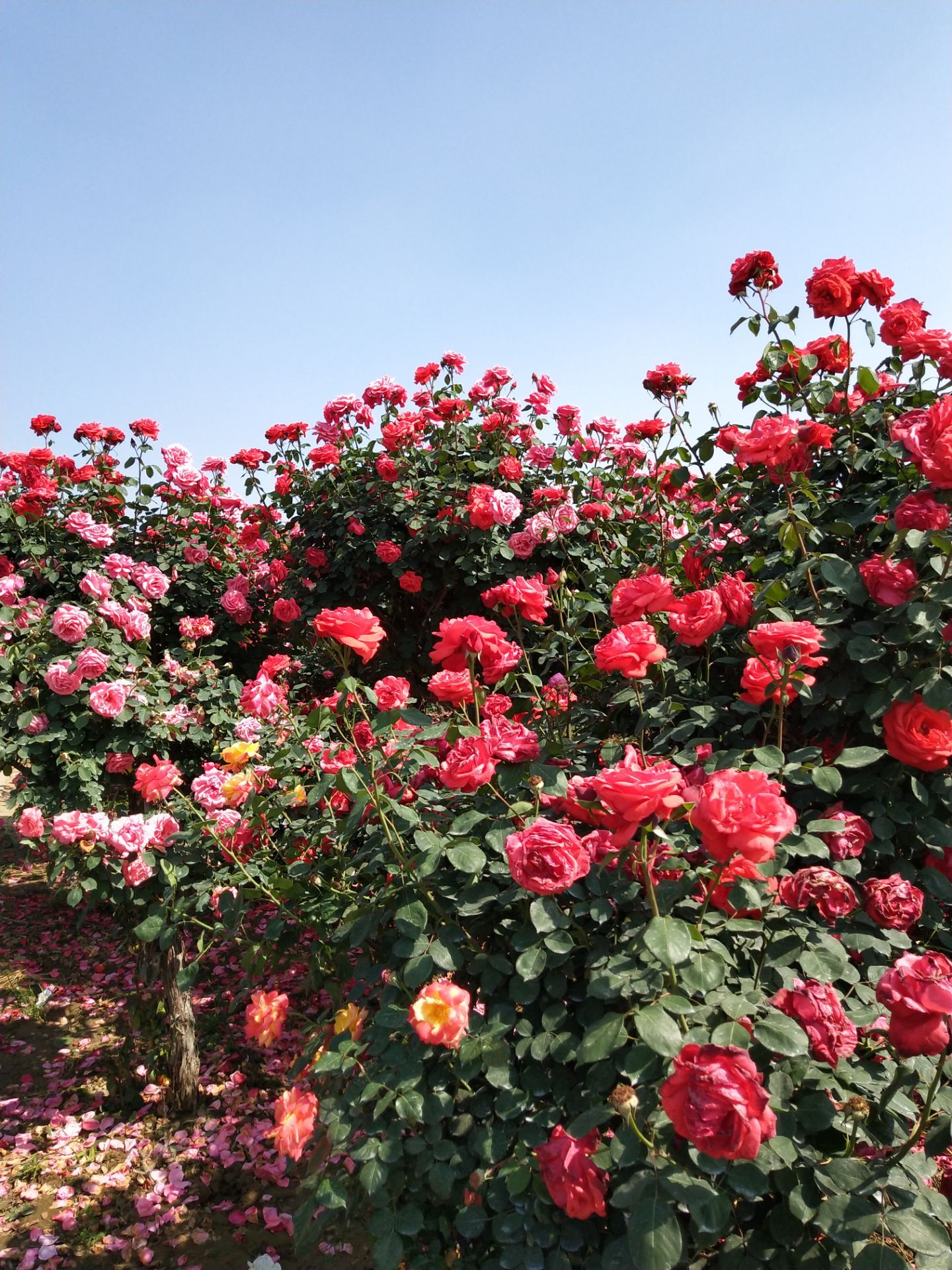 有哪些通俗简单的辨别方法区分玫瑰和月季？ - 知乎