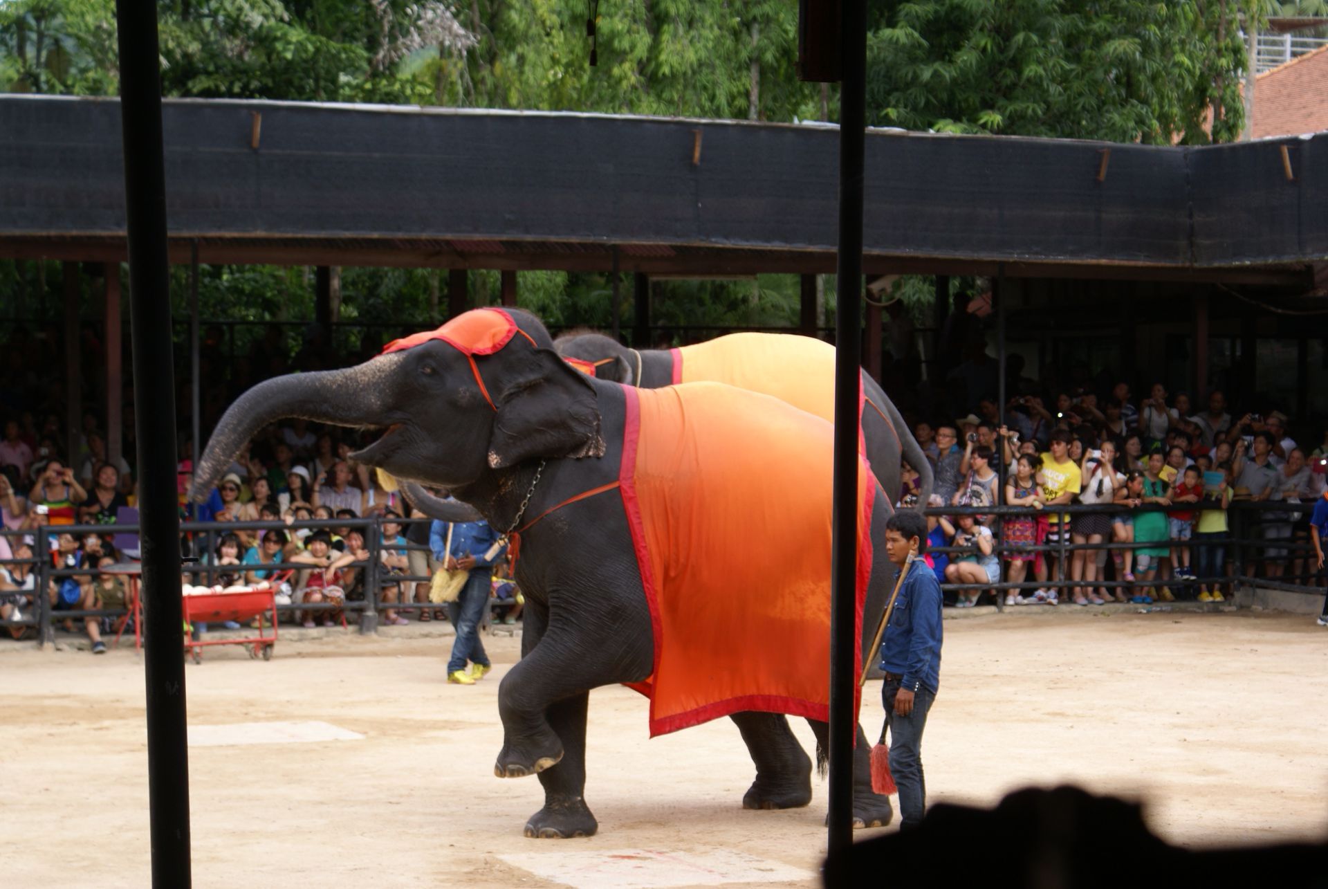 show30 – elephant village pattaya