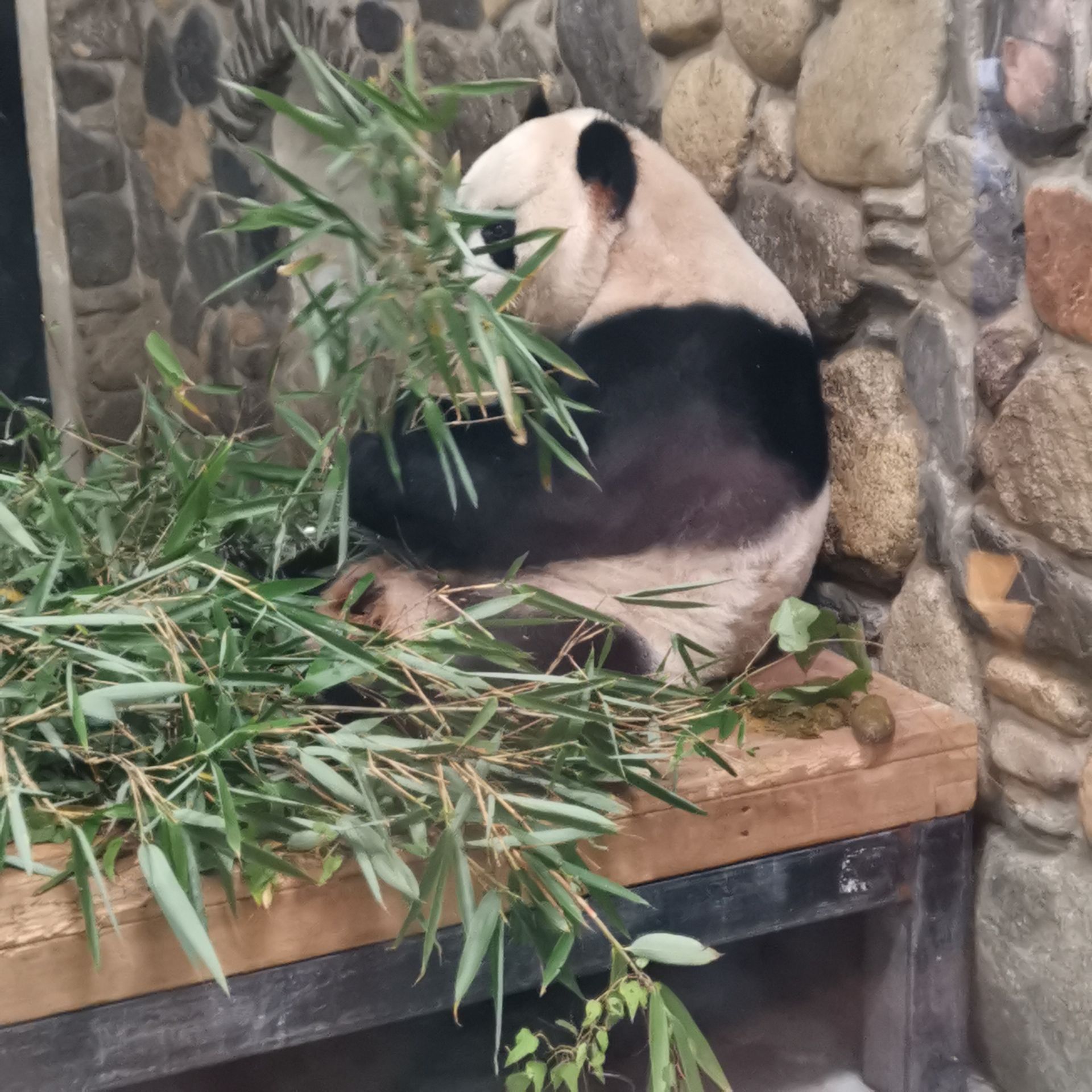 大熊猫小故事-环境教育-陕西佛坪国家级自然保护区管理局