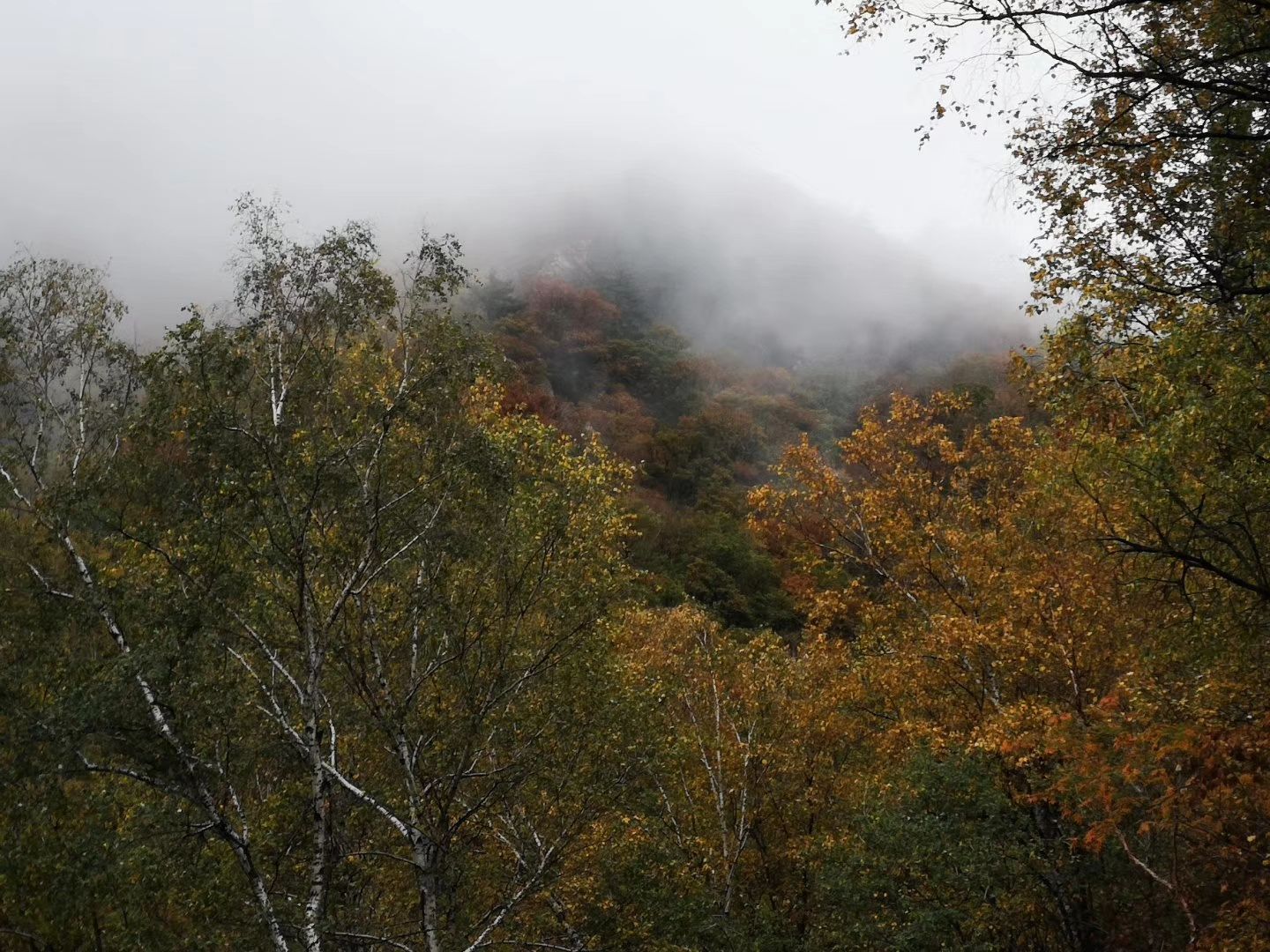 2023白草洼国家森林公园游玩攻略,这是我目前见过的最美的秋天...【去哪儿攻略】