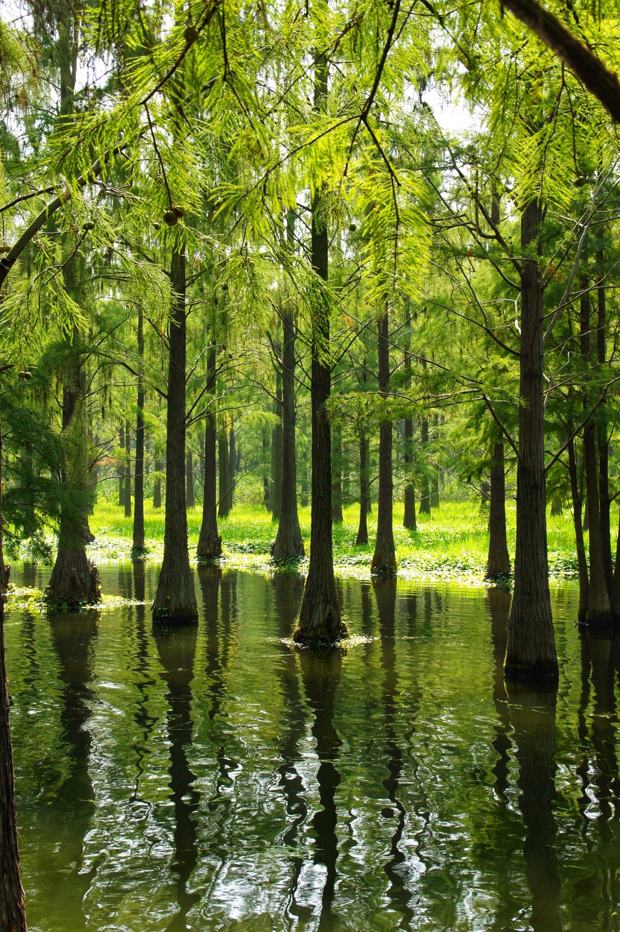 今天青西的这片水杉林,水面清澈,仿佛天庭遗落人间的一枚碧玉,是另一