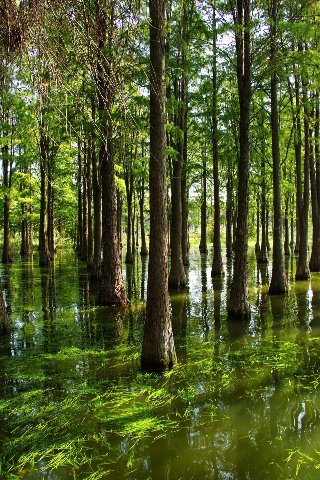 今天青西的这片水杉林,水面清澈,仿佛天庭遗落人间的一枚碧玉,是另一