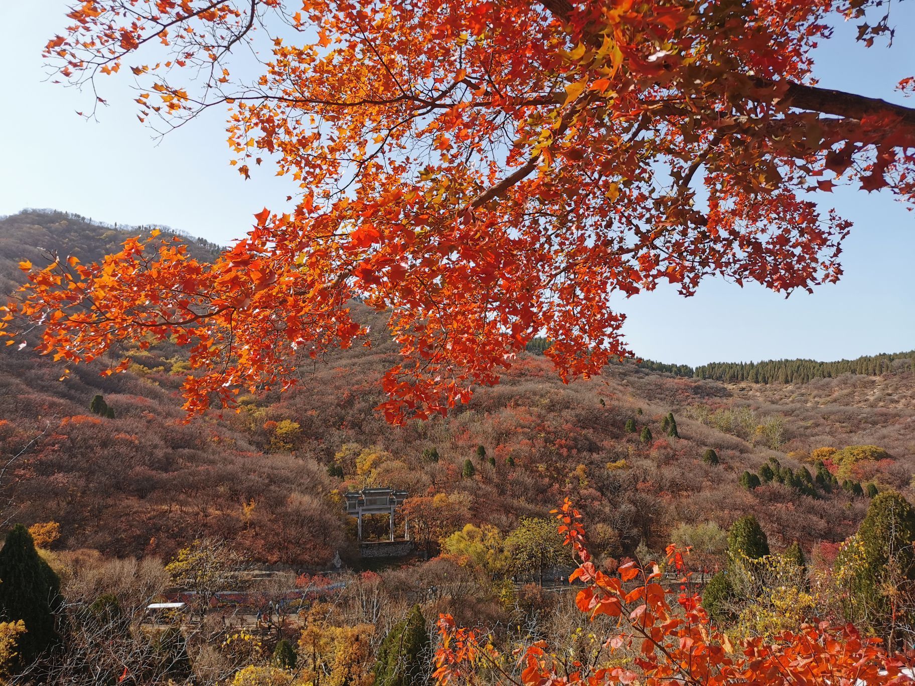 紅葉谷