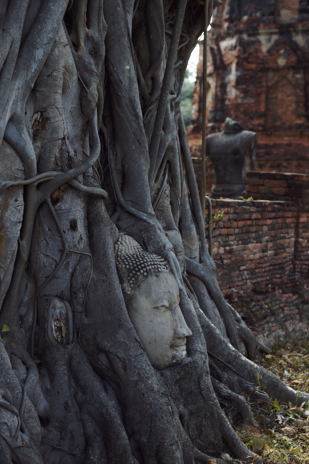 泰国超神奇的“树抱佛”，被人们称为“永恒的微笑”！ -世界旅游报