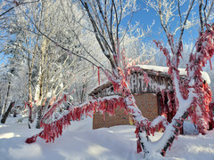 [哈尔滨游记图片] 2019-12遇见，冰雪