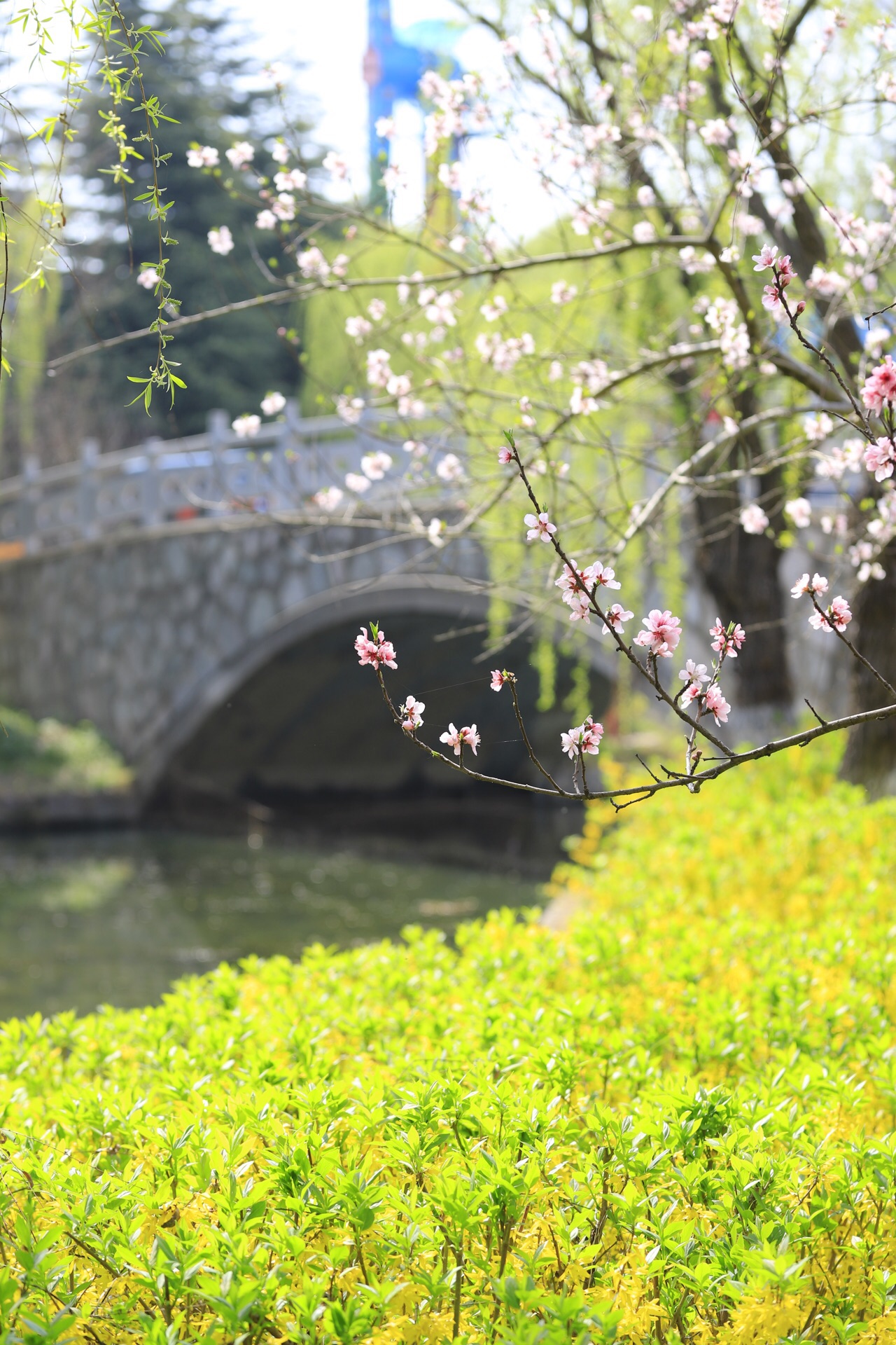 淮安樱花园好玩吗,淮安樱花园景点怎么样