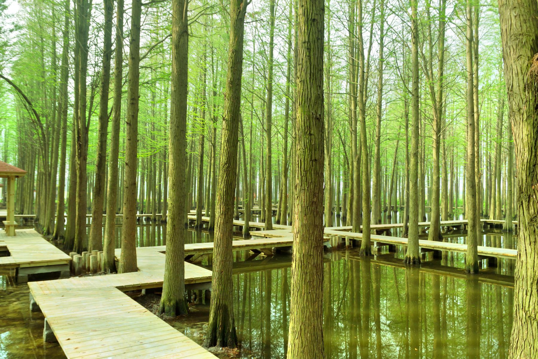 美丽江苏·每日一景丨扬州渌洋湖湿地公园：走进水上森林 畅享清凉一夏_中国江苏网