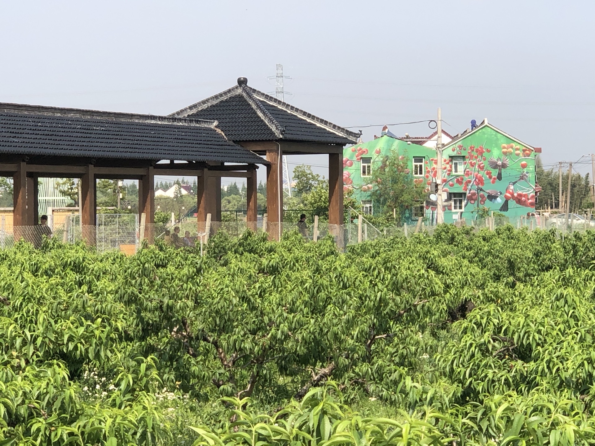 2023吕巷水果公园游玩攻略,吕巷水果主题公园是上海金山.