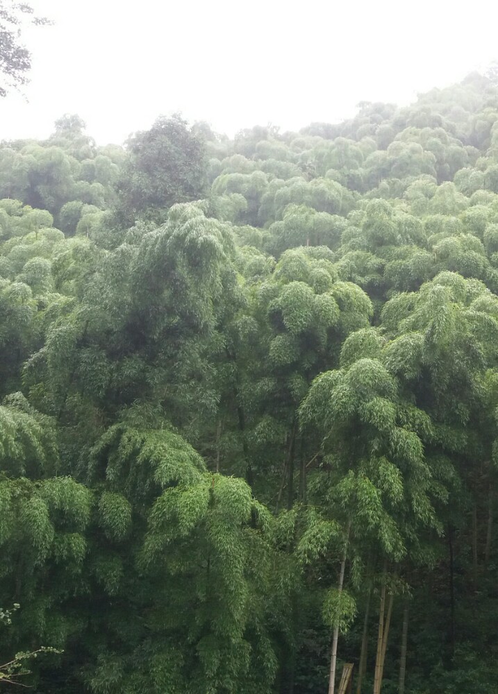 余杭区山沟沟景区景点,山里景色真的不错空气也好特别是那些毛竹