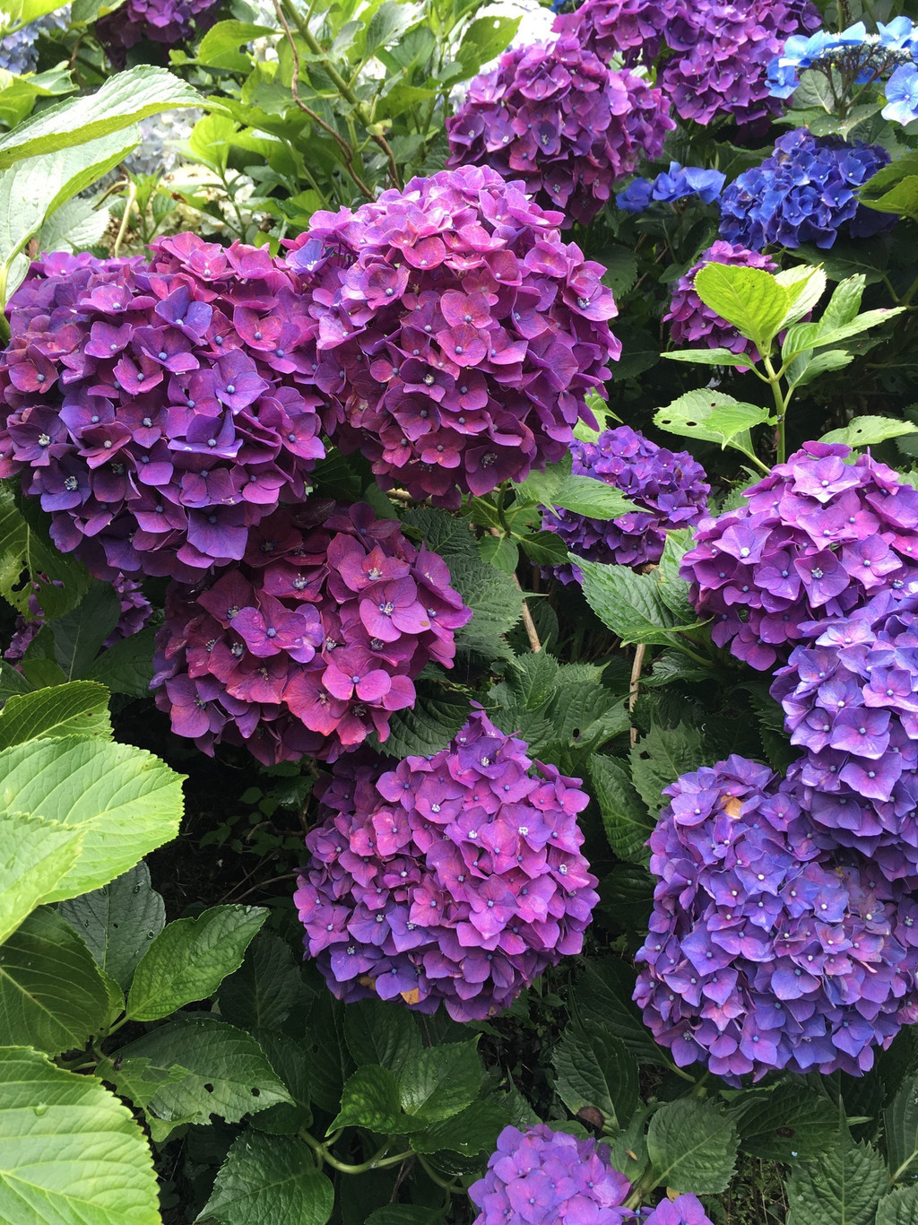 水之器—雨中紫阳花