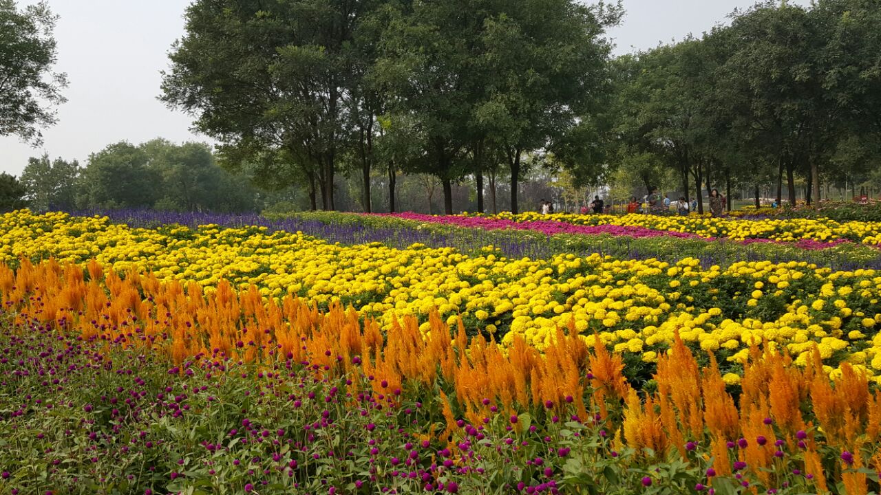 北京国际鲜花港图片(北京国际鲜花港几月去合适)