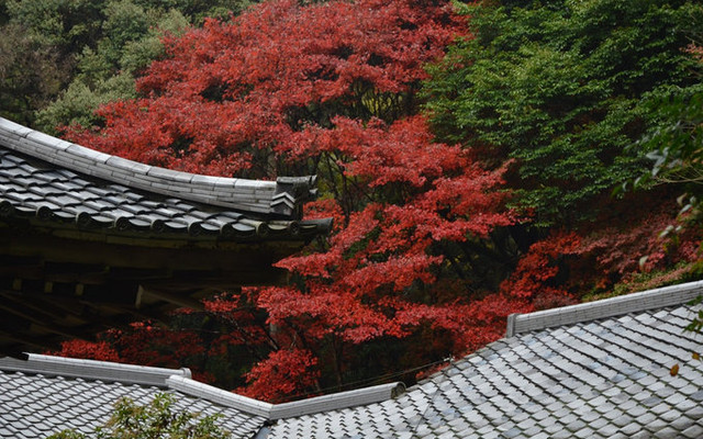 16年11月 京都秋日红叶最盛季巡礼 附和服体验 京都游记攻略 携程攻略