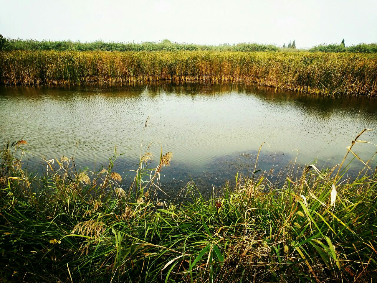 泗洪洪澤湖溼地