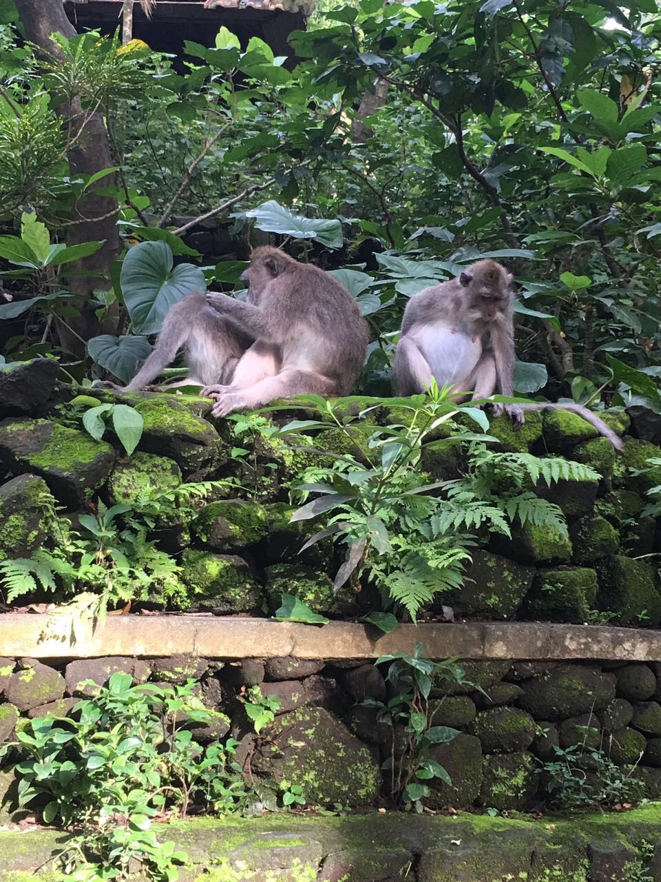 2019聖猴森林公園_旅遊攻略_門票_地址_遊記點評,巴厘島旅遊景點推薦