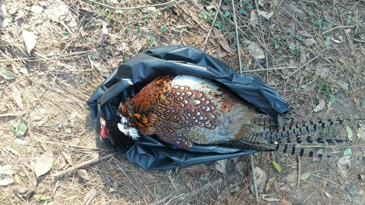 湖北太子山狩猎文化主题乐园