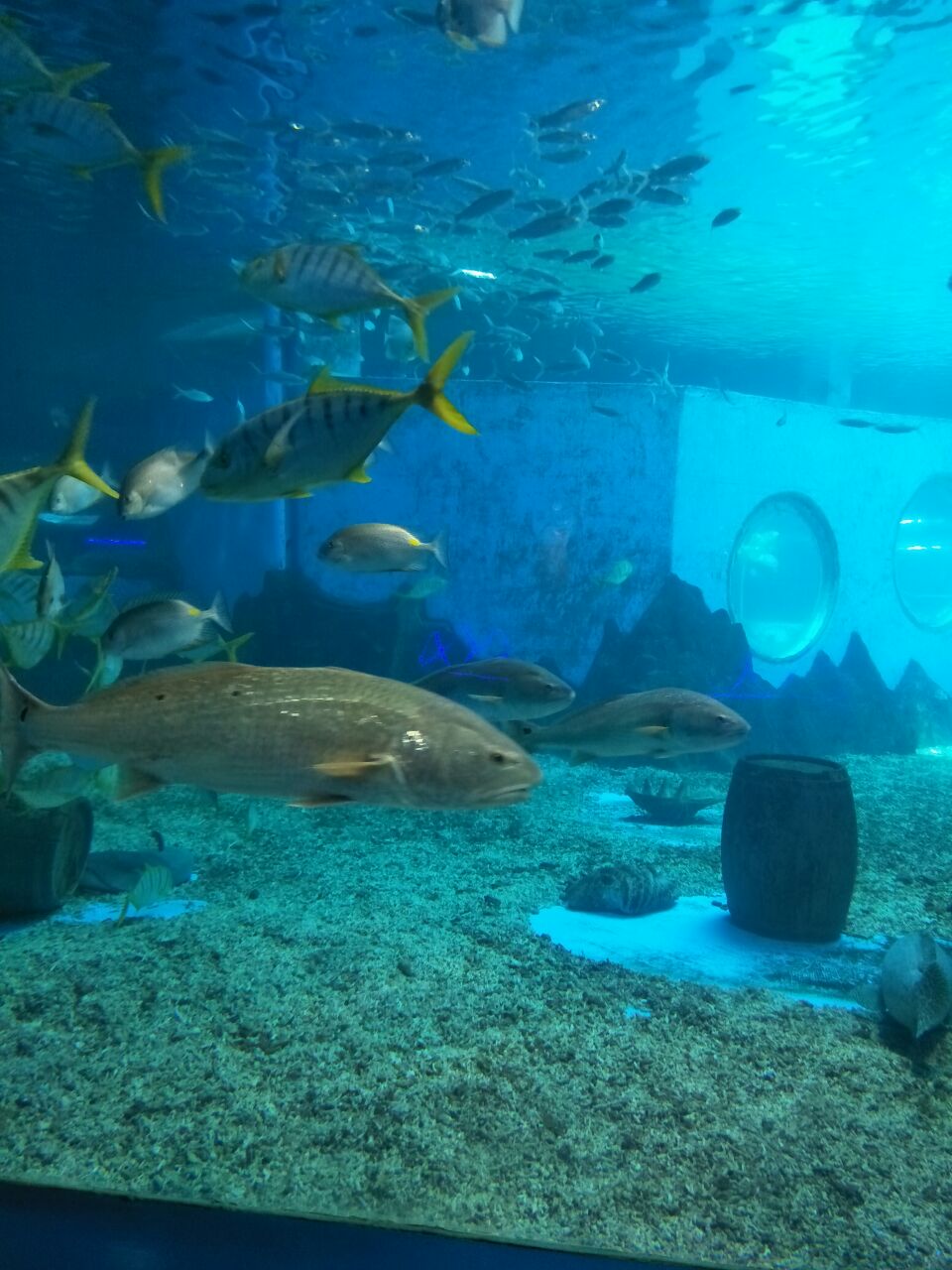 北戴河圣蓝海洋公园好玩吗,北戴河圣蓝海洋公园景点怎么样_点评_评价