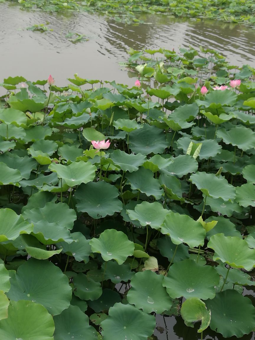 免費的公園順峰山公園就是其中一個在裡面可以遊湖賞花可以腳踏船遊湖