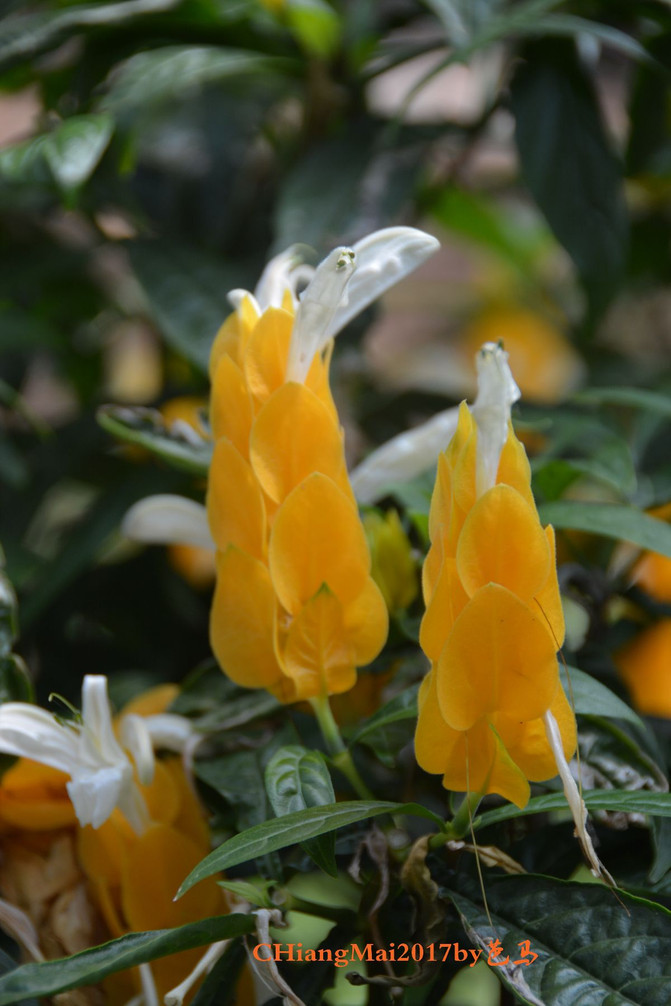 清迈,任时光匆匆流去我只在乎你(一)