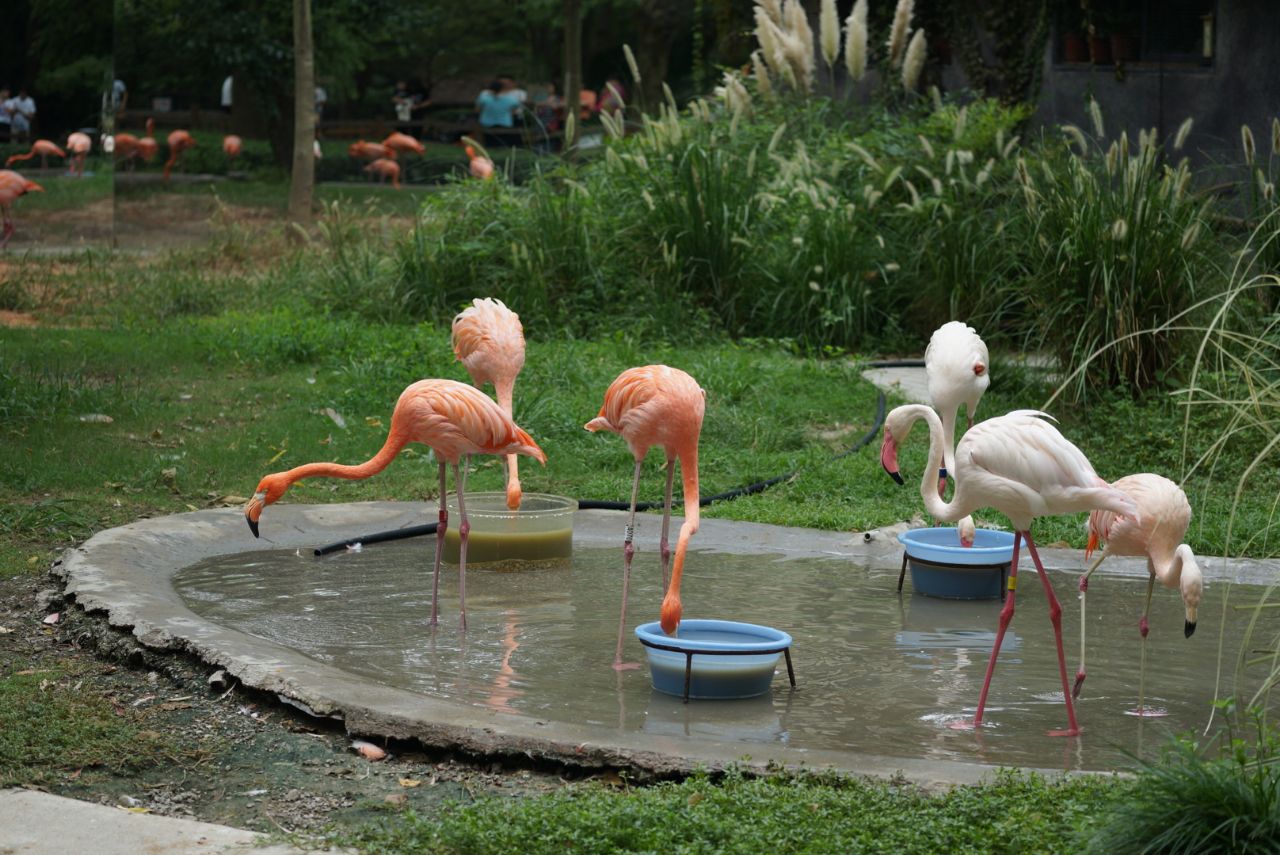 重温儿时的记忆,动物种类很多,但是狮子老虎好瘦啊,希望动物园能够越