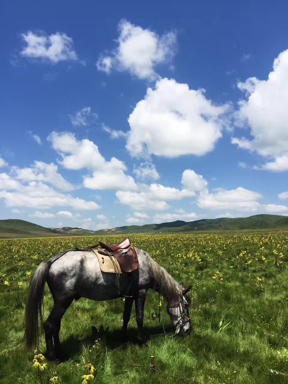 2019红原—若尔盖大草原-旅游攻略-门票-地址-问答-游记点评,阿坝旅游