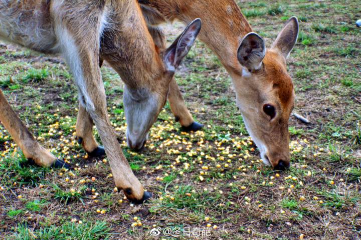 伊春金山鹿苑好玩吗,伊春金山鹿苑景点怎么样_点评_评价【携程攻略】