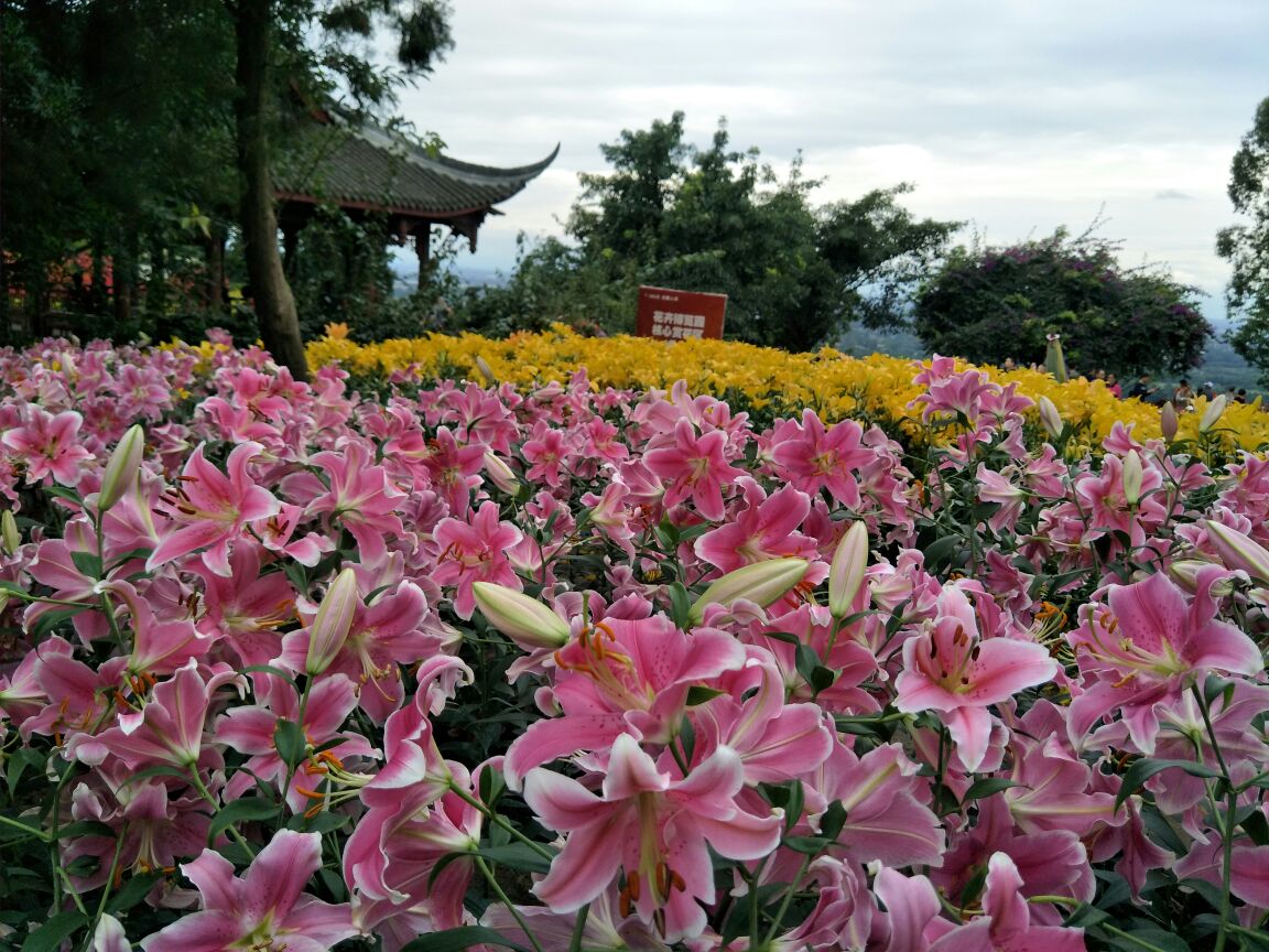 【携程攻略】新津花舞人间好玩吗,新津花舞人间景点怎么样_点评_评价
