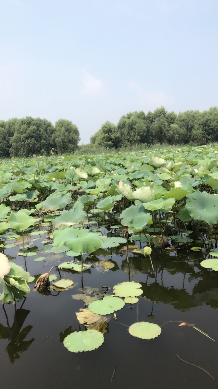 2021微山湖旅遊區遊玩攻略,北方最大的淡水湖,美食多多.