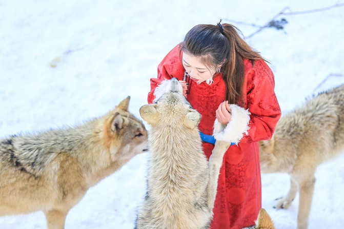 來這裡玩冰雪,看與蒙古狼為友的雪地美女