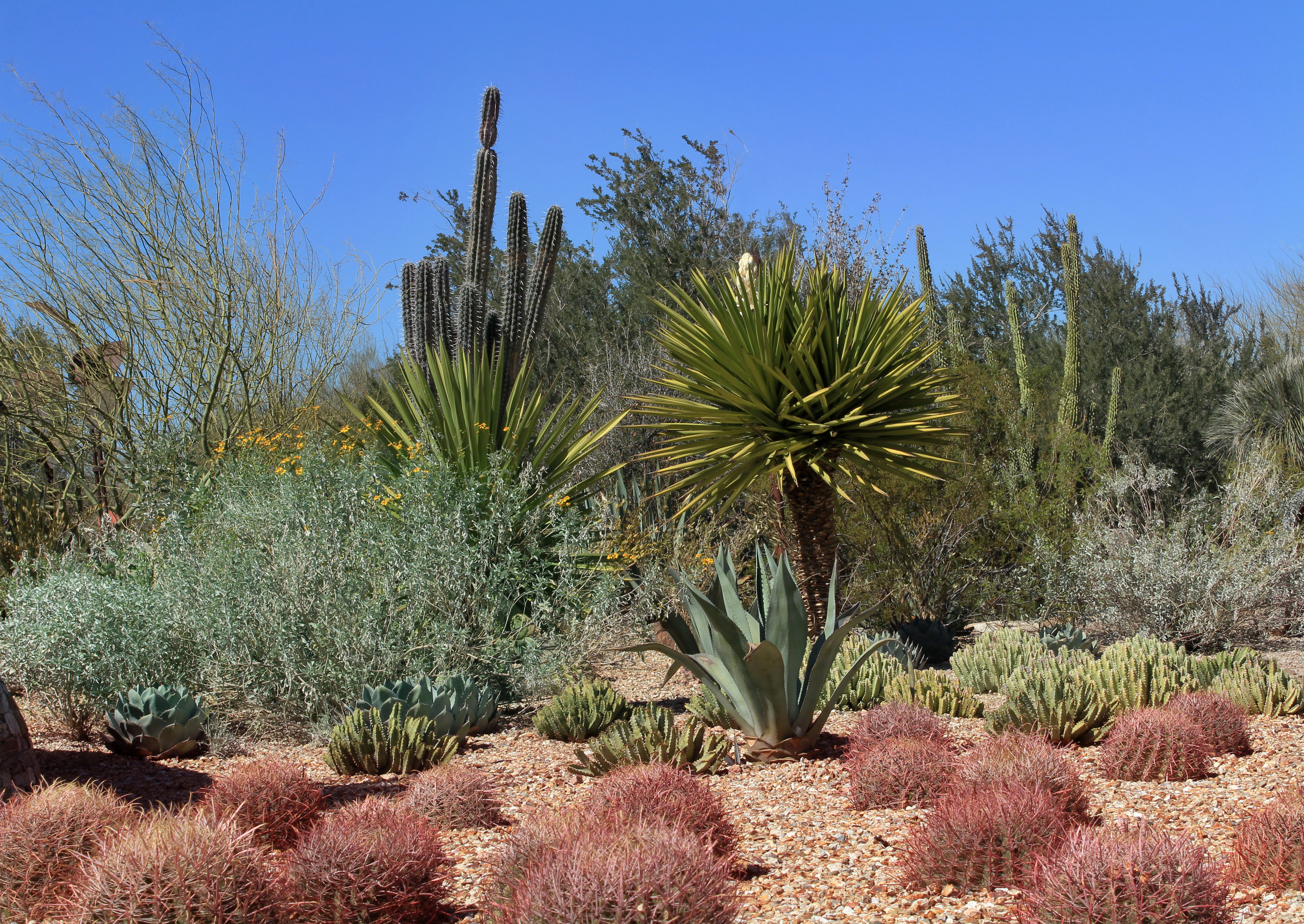 沙漠植物园desert botanical garden