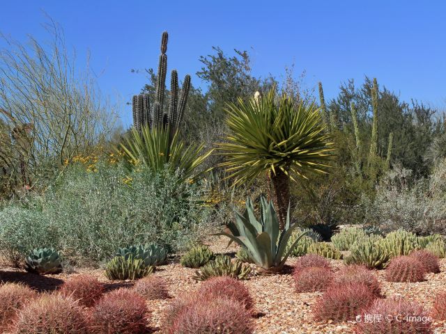 沙漠植物园