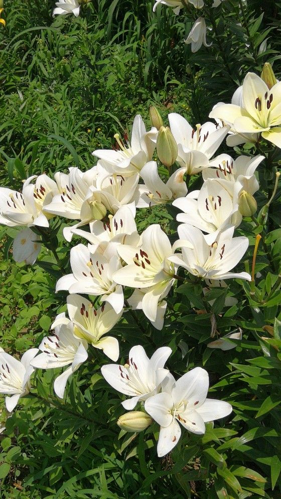  盛夏裡的最美植物園——英歌石植物園