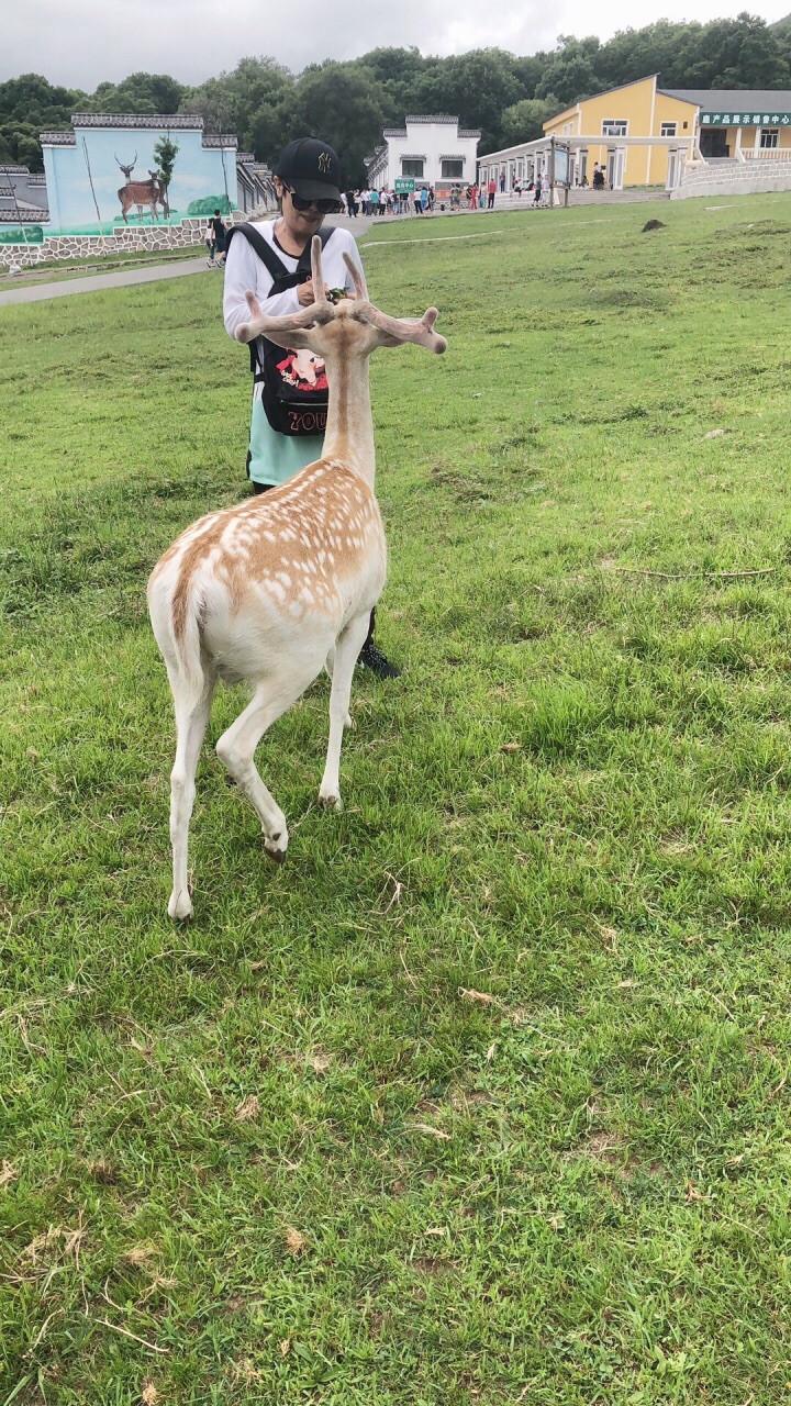 平山神鹿旅游区