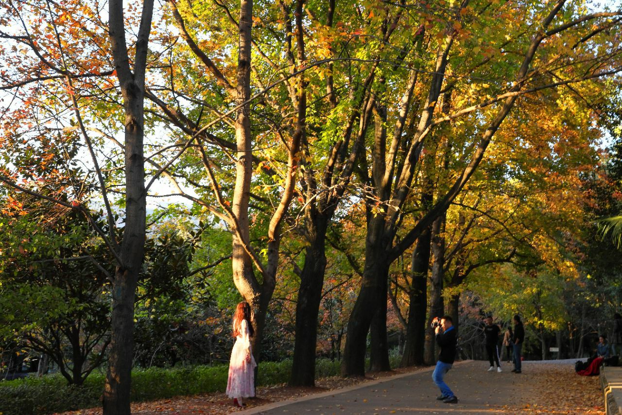 开屏新闻-又到秋景最美时！昆明植物园枫香树红了
