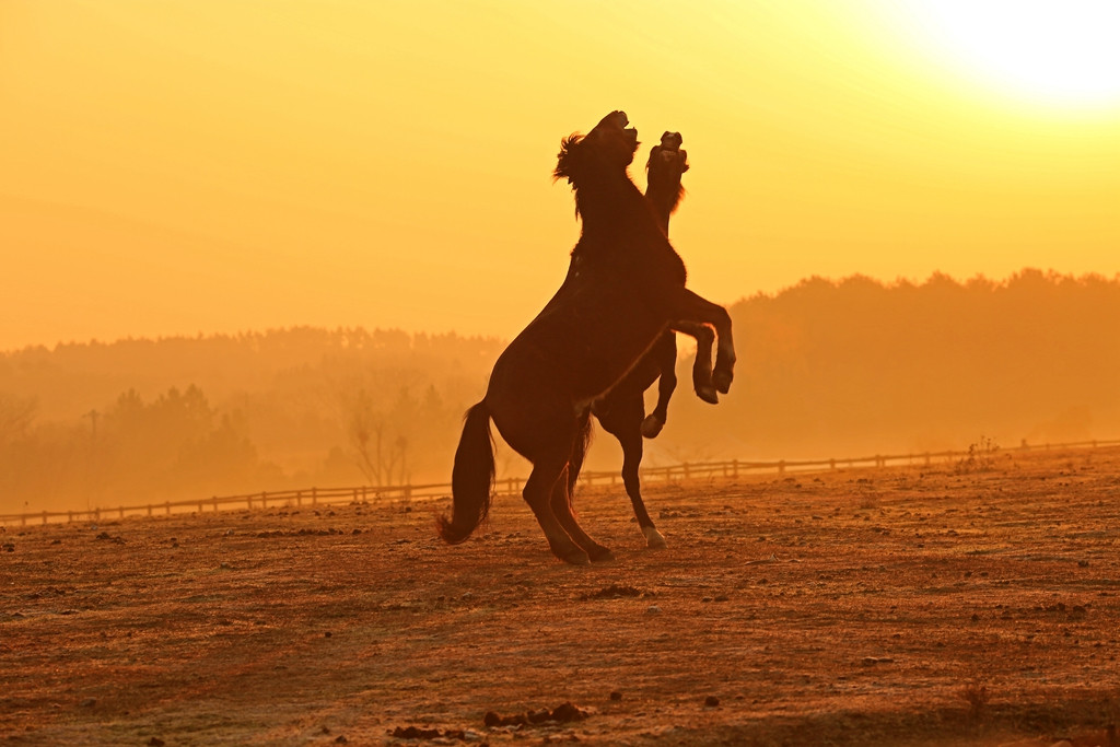 烤羊骑马溜索滑草,木兰草原全立体玩法