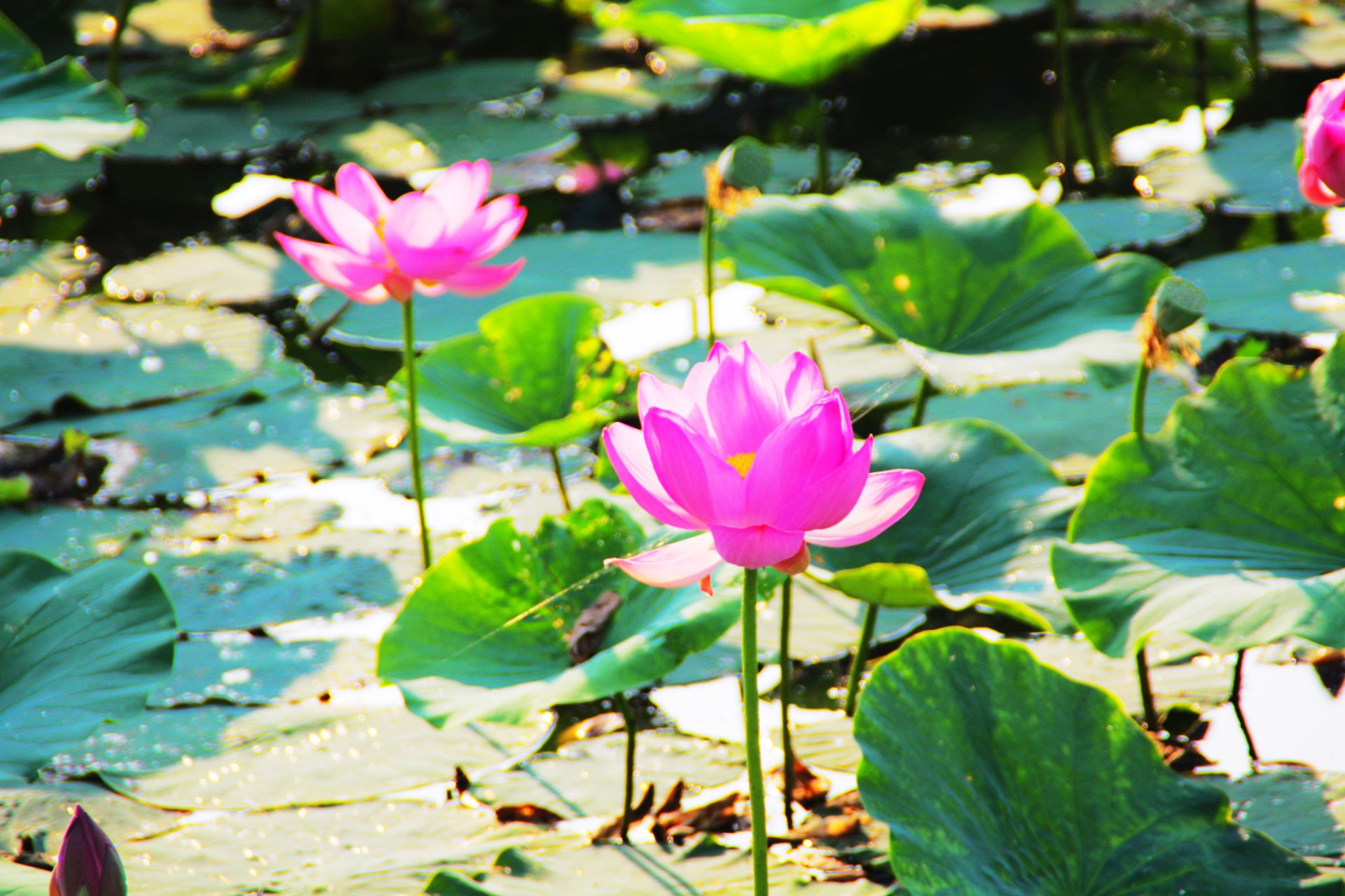 蓮花湖位於方正縣,距離哈爾濱兩個多小時車程. 適合旅遊季節,8月.