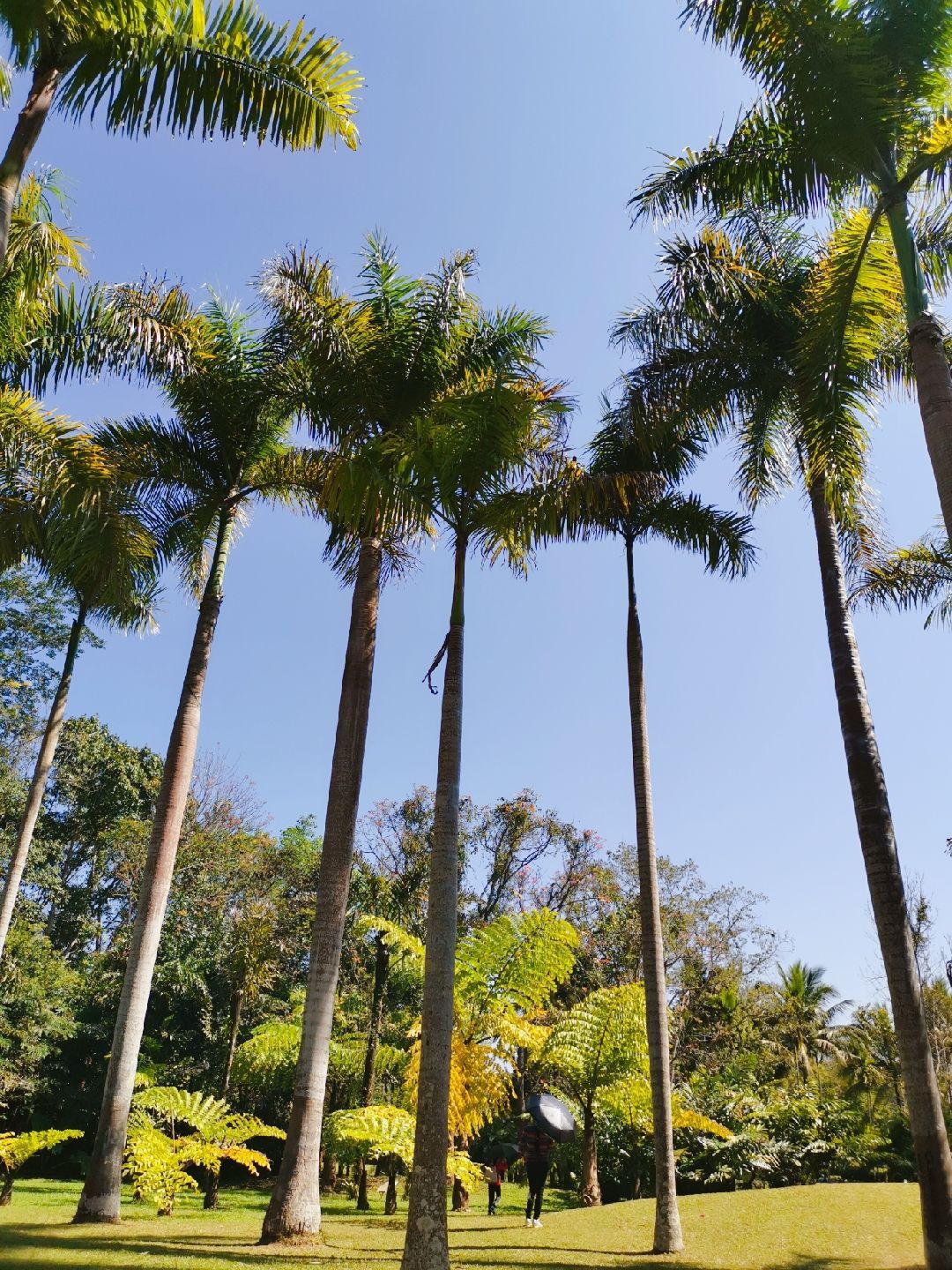 2019中科院西雙版納熱帶植物園_旅遊攻略_門票_地址_遊記點評