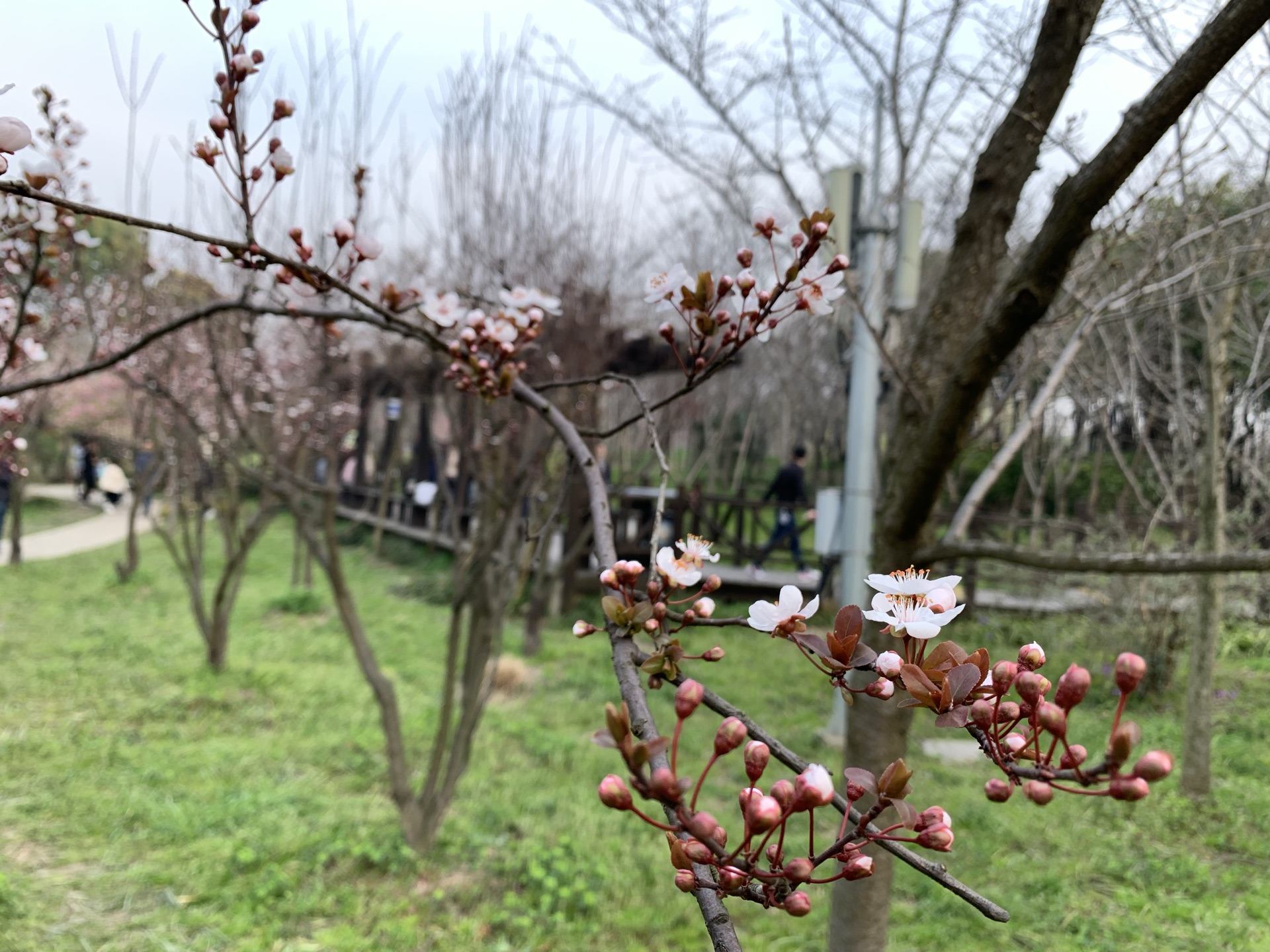 顧村公園