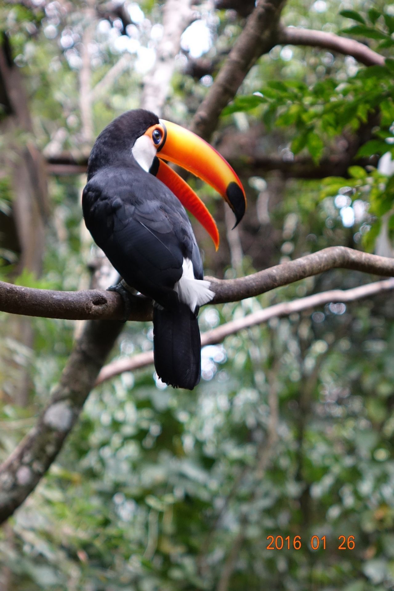 伊瓜蘇鳥園