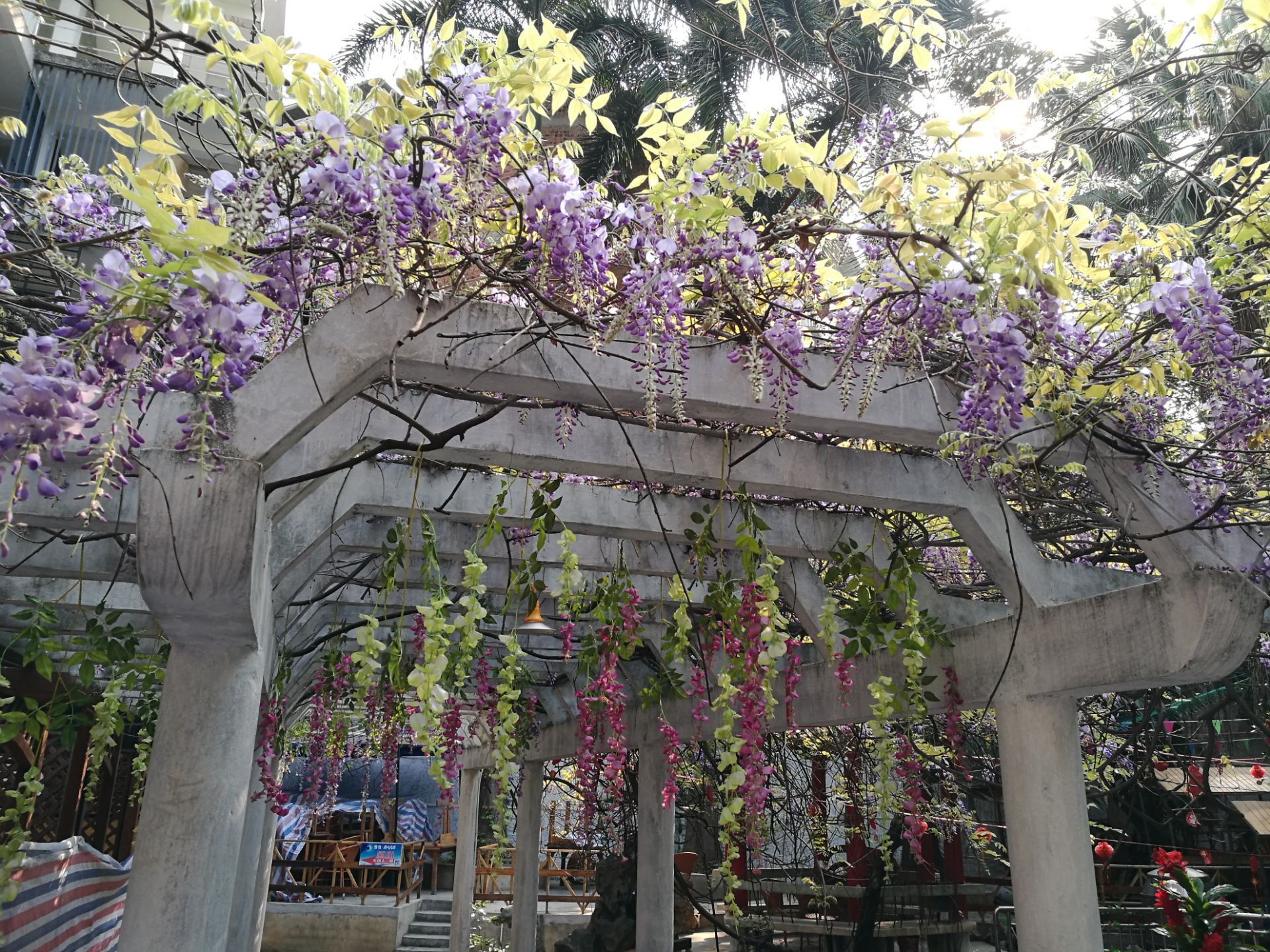 上海嘉定紫藤园步入盛花期 园林资讯