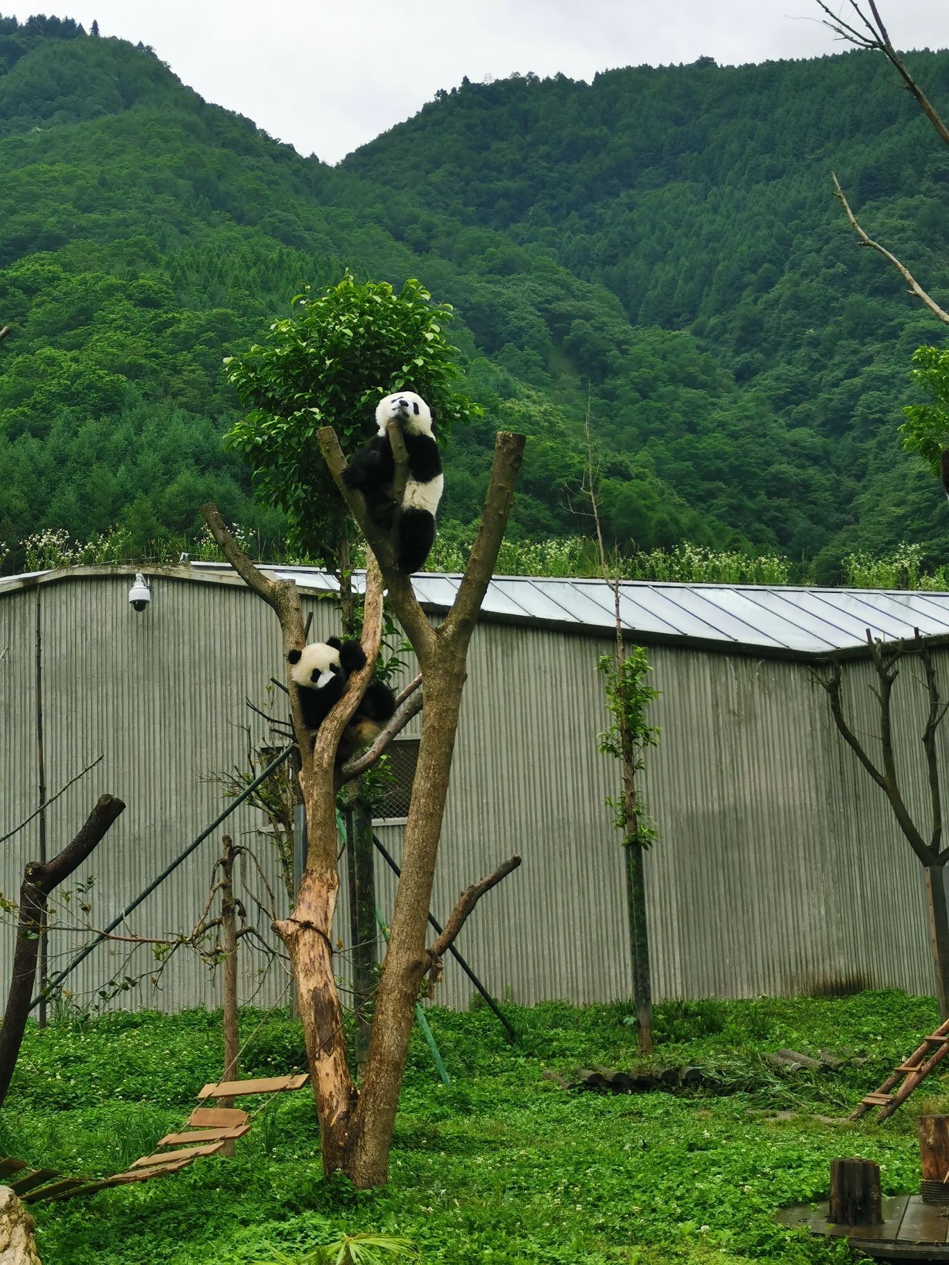 2023卧龙中华大熊猫苑神树坪基地游玩攻略,景区环境很不错,游览路线对