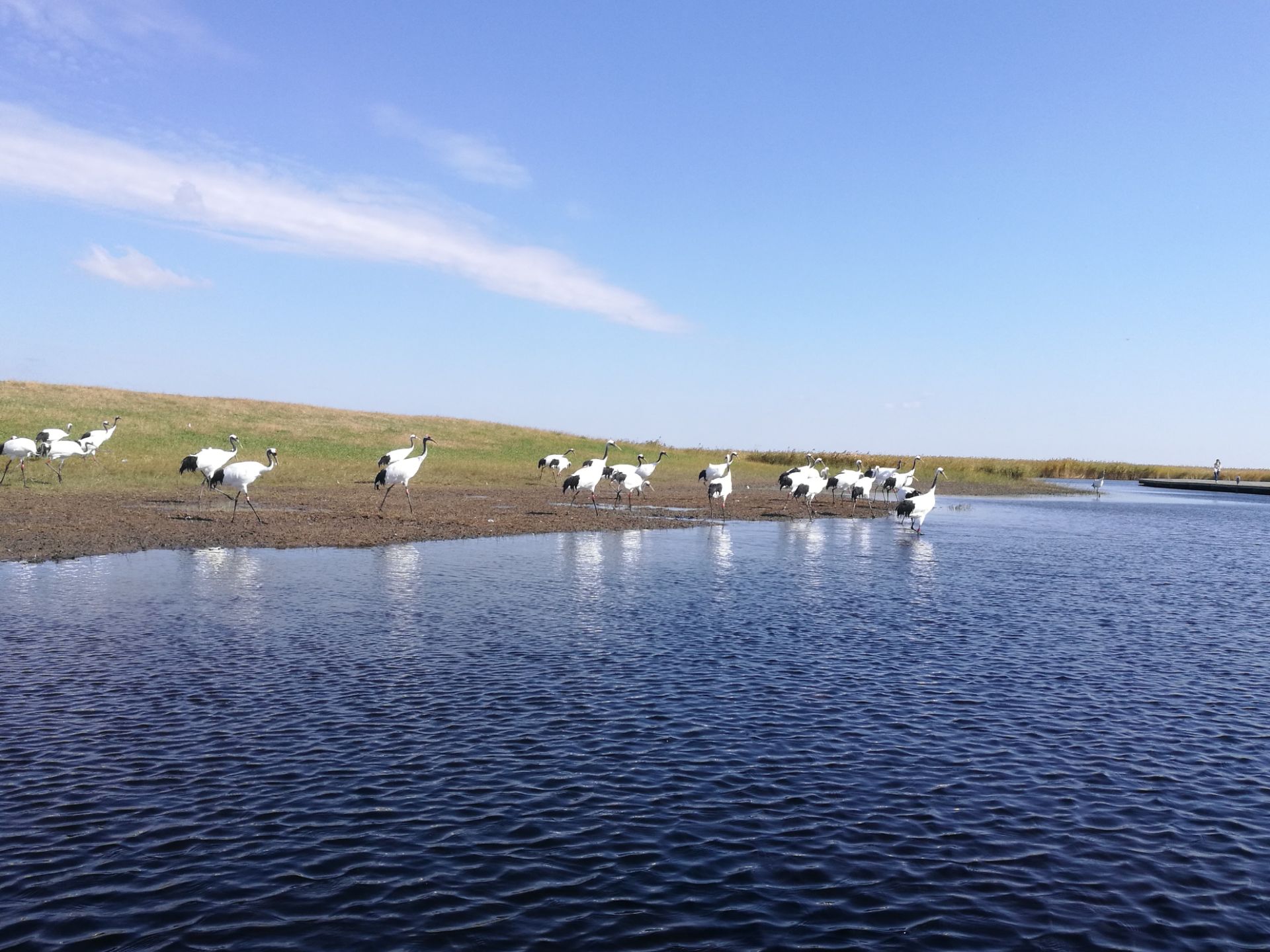 扎龙自然保护区旅游景点攻略图