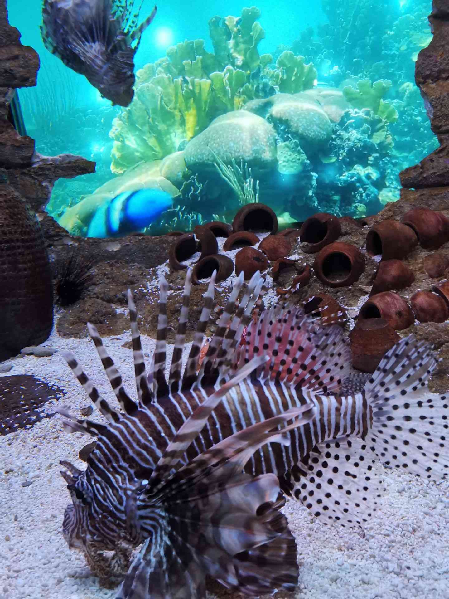 吉隆坡城中城水族馆