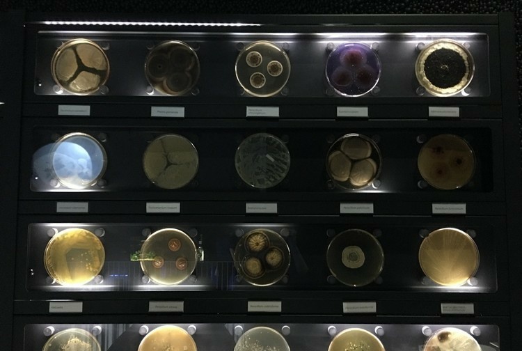 2021微生物博物馆游玩攻略,非常推荐大家来这个博物馆的.