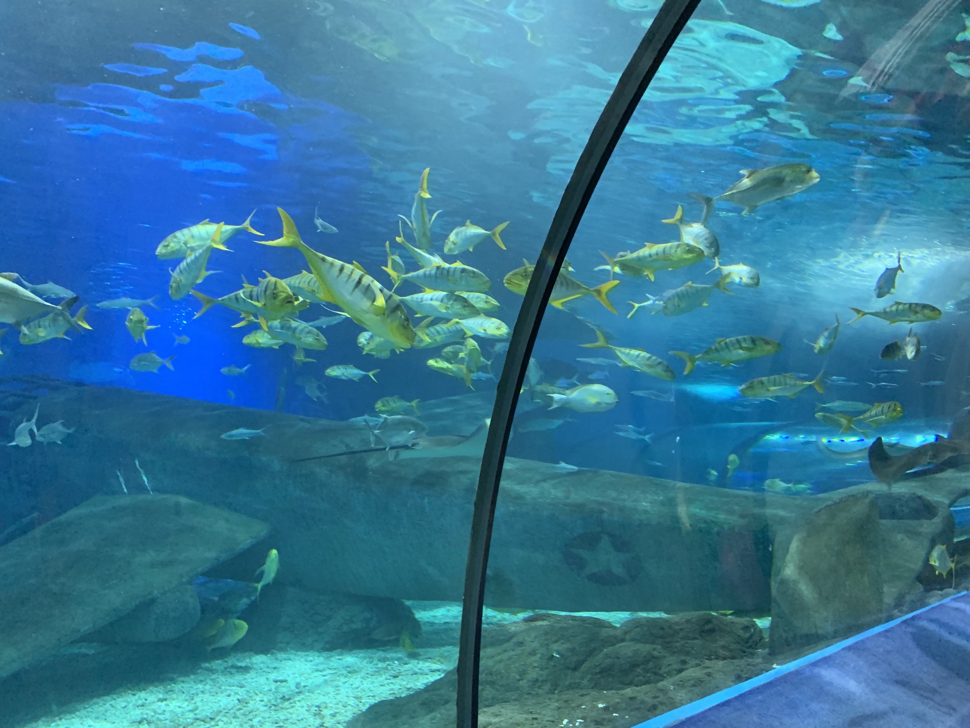 【携程攻略】罗源罗源湾海洋世界景点,白鲸与海象馆不值得去,因为跟主