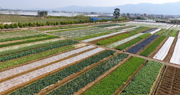 宜良苗木基地图片