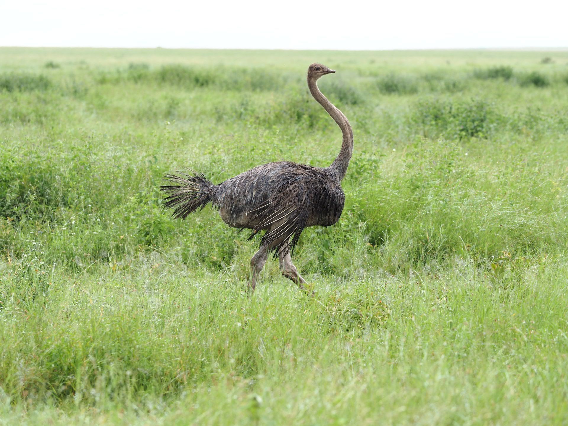 阿鲁沙国家公园