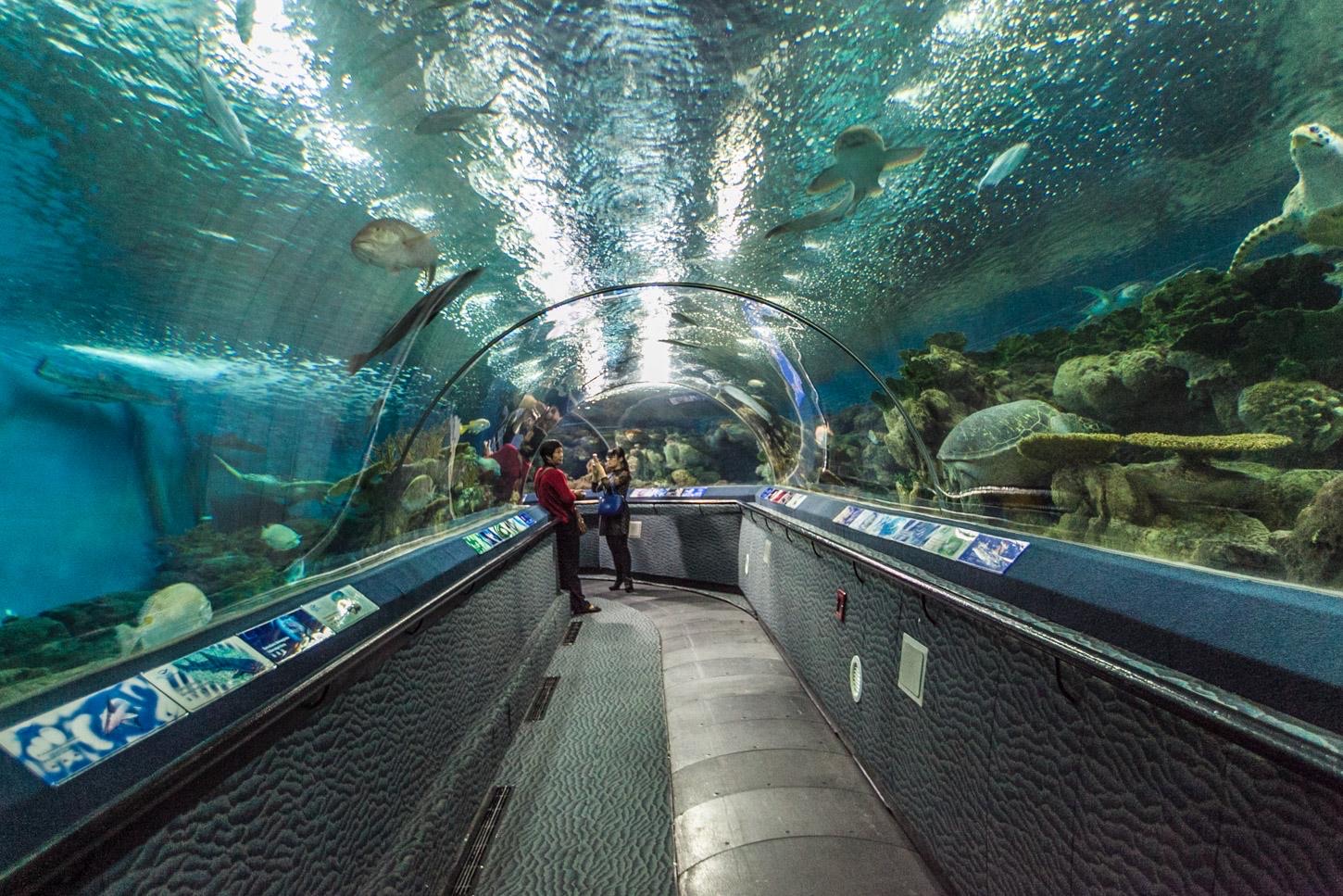 上海海洋水族館攻略,上海海洋水族館門票/遊玩攻略/地址/圖片/門票