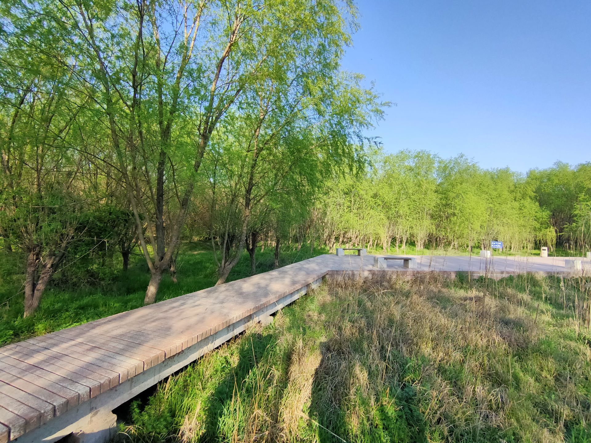 黄天荡湿地公园图片