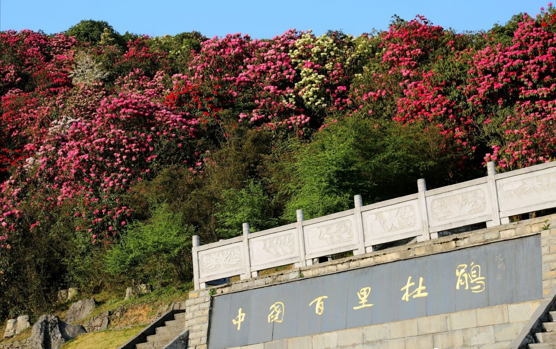 贵州百里杜鹃花景区图片