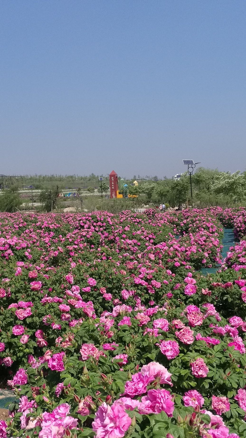 玫瑰小鎮生態旅遊觀光園